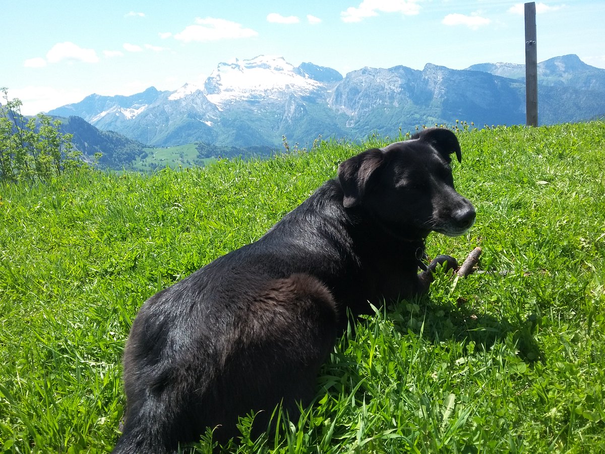 WendyTechWriter's tweet photo. Goodbye, weekend. You were fun. Hello work week (sans crème brulée, sans rent-a-Molly-dog 😦).

#franceisbeautiful #FrenchAlps #mymanigod #IfeelIn #dogsofTwitter #French #food #ABlowtorchInTheKitchenIsAlwaysFun https://t.co/Z7whzwEeNb