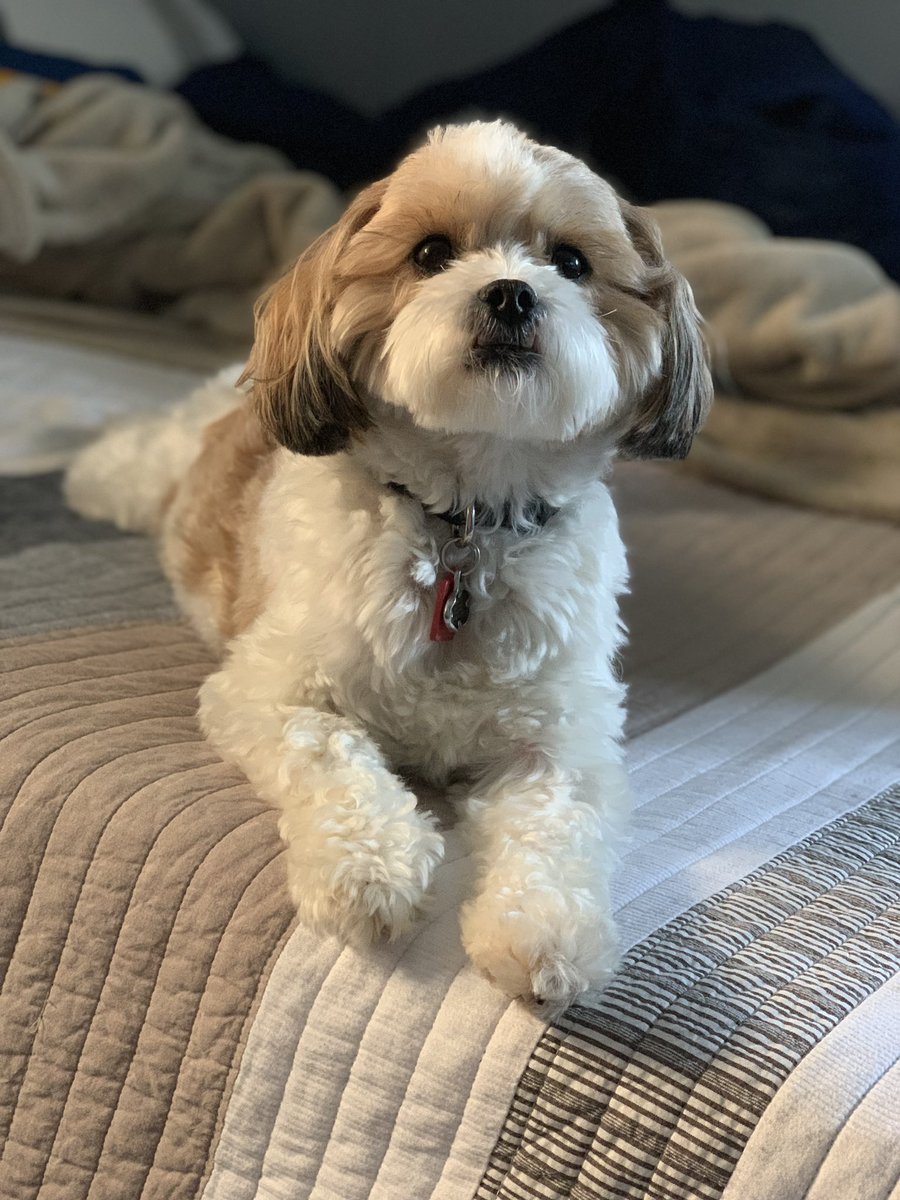 connectwithbs's tweet photo. It has taken SEVEN months to get my @twitter account back, after being blocked because I opened my account before I turned 13 y.o....anyways here’s a welcome back pic featuring my dog this AM. https://t.co/MAd7su8GyB