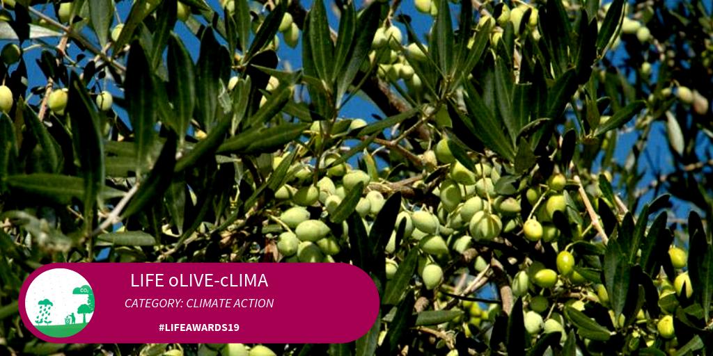 LIFE Award for Climate Action to <a href="/OliveClima/">Olive Clima LIFE</a> 
ec.europa.eu/clima/news/eu-…