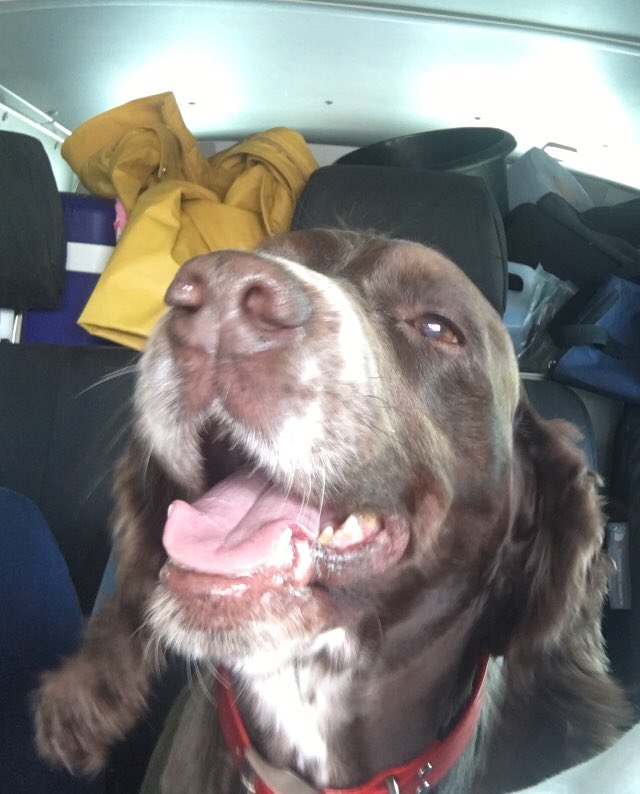 Diablo_Siamese's tweet photo. #redtheworkingcockerspaniel hasnβt stopped smiling since he got off the ferry in #Calais #France #holidaytime #internationalspaniel #happyplace @jolenehunter #dogsofinstagram #DogsofTwittter https://t.co/hbUVXZleDM