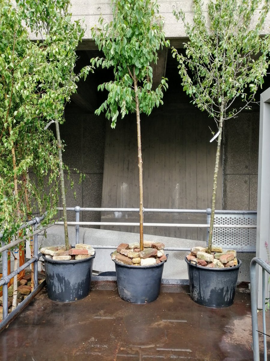 groundedeco's tweet photo. Can't see the concrete for the trees! Good. Job done then. Our new trees are installed on the Roof Garden. Gorgeous. #oasisinthesky #recoveryforpeopleandplaces #southbankcentre
#treesinthesky https://t.co/jvUtEgLo5q