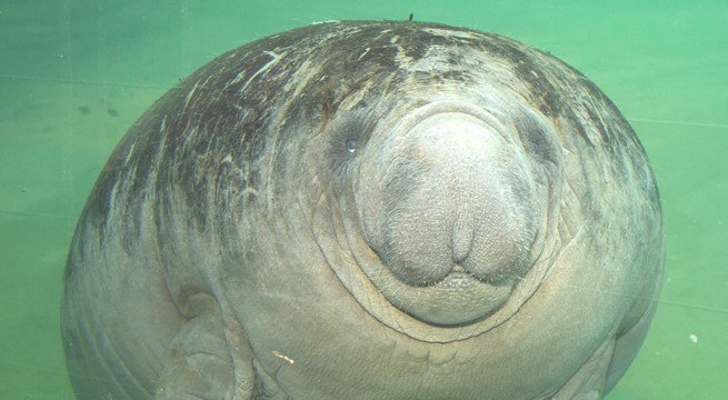 When it's #ManateeMonday and you gained some weight over the weekend :3