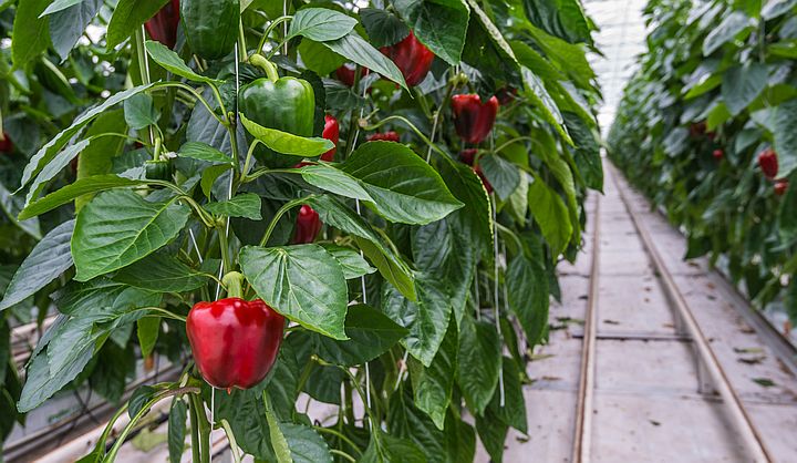 De #hulpstof ASSIST M36 maximaliseert de werkzaamheid van Vertimec Gold (#abamectine) tegen #spintmijt in #paprika. Bekijk hier het verslag: shorturl.at/efCEZ