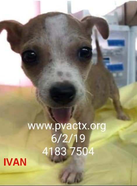 MoishesMom's tweet photo. π¨πππ»π¨πππ» #Palm #Valley #Edinburgh #SouthTexas will πthese babies if no1 comes. Just a few of π―s 2 π this week. Look at these precious angels ππ When will you stop South Texasπ€ @bvanhool #2pledge π¨πππ» This is Americaβs & Texasβ #SHAME #retweet #foster #adopt ππΎπΎππ» https://t.co/PaRMF7Lbr8