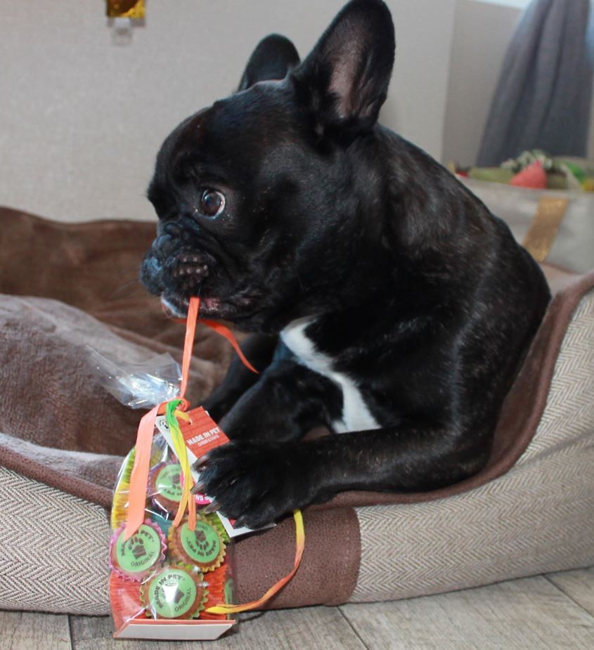 MadeInPet's tweet photo. [J'OUVRE SEUL MON SACHET] 🎁🐶🎈
Milo vient de fêter son Anniversaire 3 ans 🎂avec les Cupcakes de la Pâtisserie MADE iN PET. Il adore ouvrir le sachet de Gâteaux tout seul 💖
https://t.co/i3thc1r5rz  
#Chien #doggie #CupCakes #MADEINPET #bulldog #Bouledogue https://t.co/ipF2AlYUnw