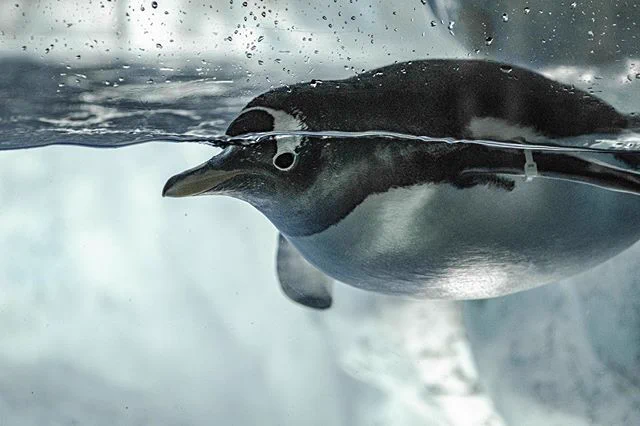 *ぷかぷかジェンツー*#penguin #penguinlove #ジェンツーペンギン #ペンギン #名古屋港水族館  
