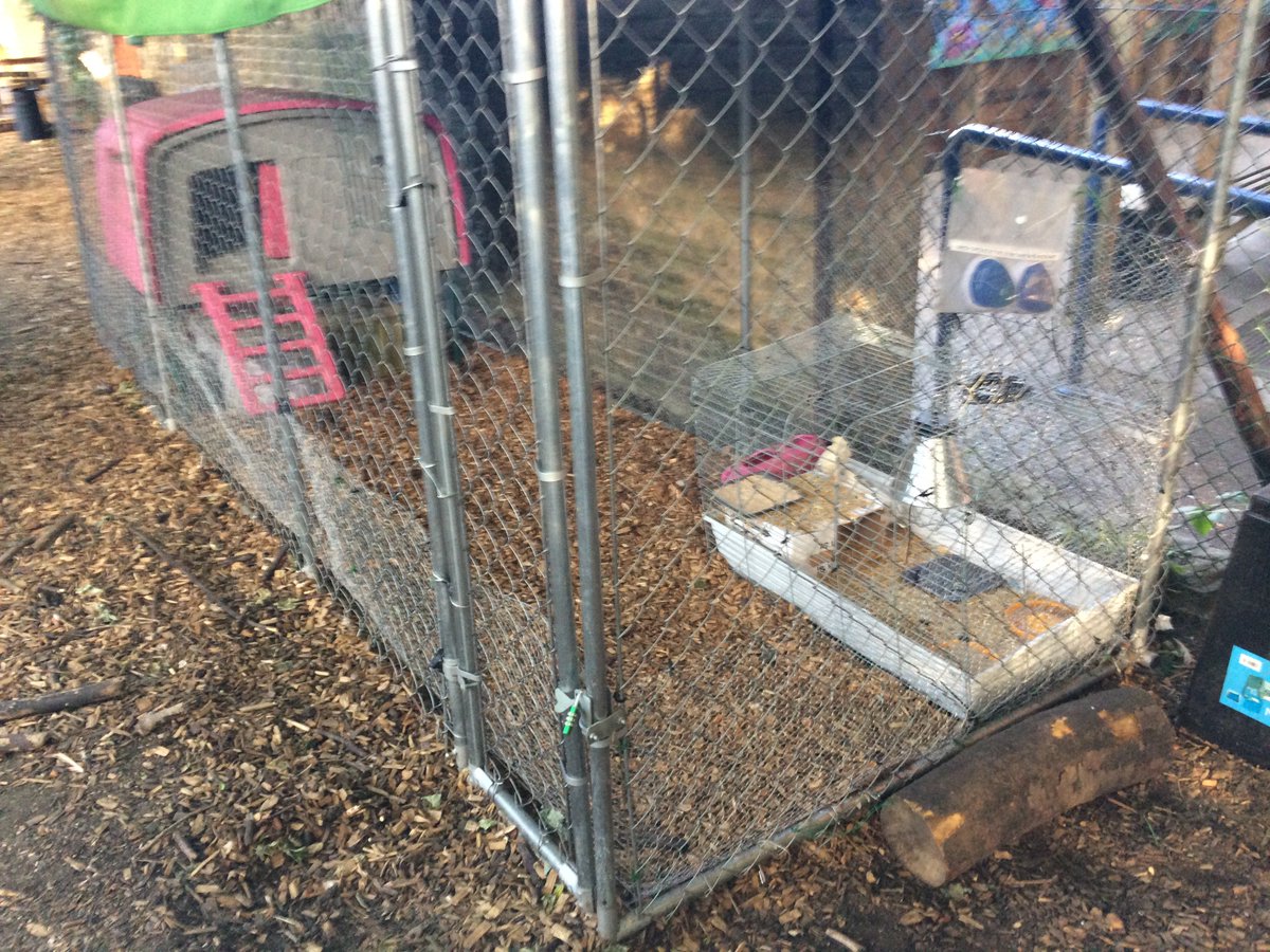NHPUpperSchool's tweet photo. We're very pleased to announce the arrival of several new boarders! Thank you very much to the @BHWTOfficial and @eastonfarmpark for sending us their girls. Pupils look after the hens as part of the NHP Leadership Award #servetolead #responsibility #farmschool @NottingHillPrep https://t.co/H7A0J0VyGr