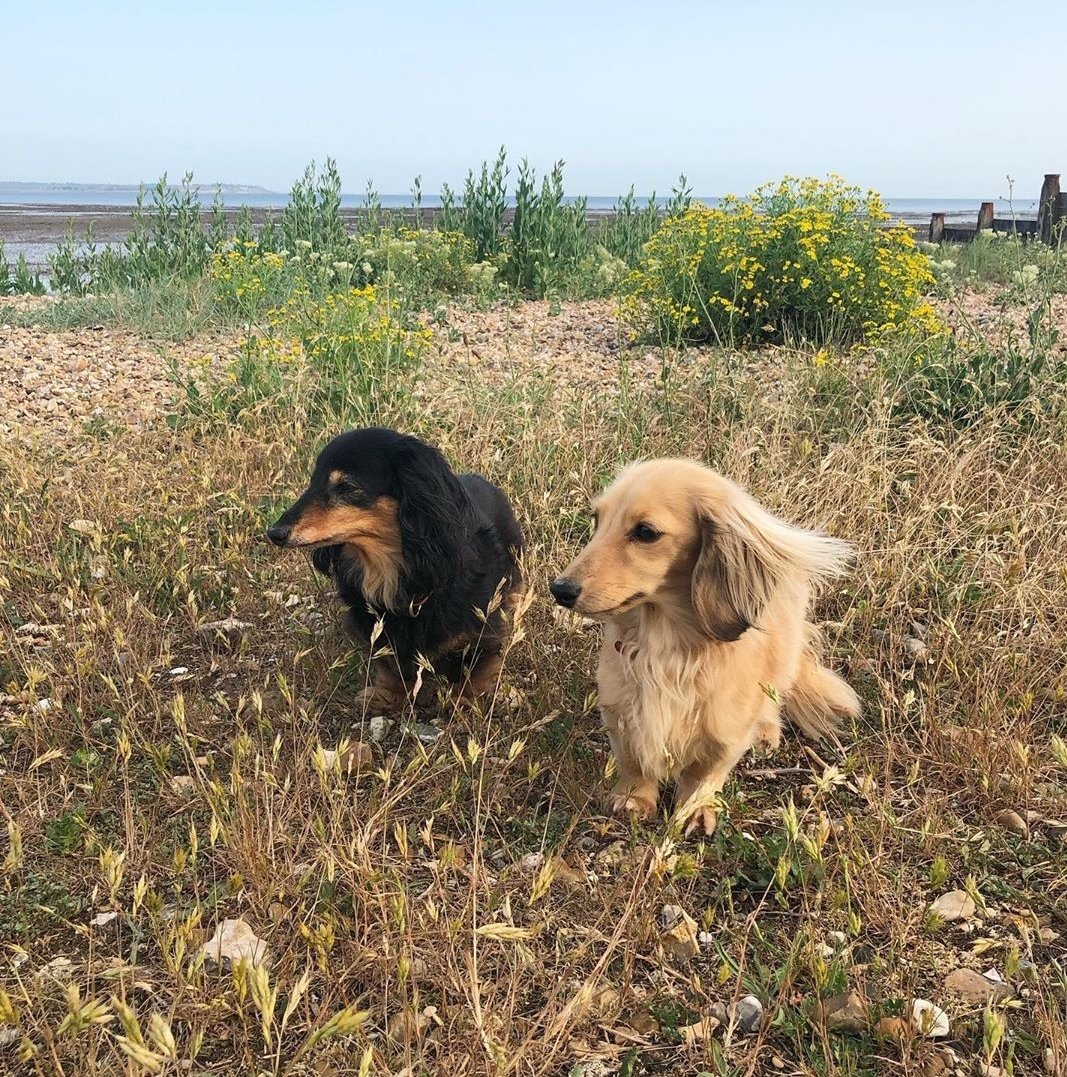 withloveindie's tweet photo. Morning! Now which way did Bruce go...? 👀 #Monday #whitstable #whitstablebeach #dachshund #dachshundsofinstagram #dachshund_corner #sausagedogsrule #sausagedog #daxie #daxielove #doxie #doxiesofinstagram #dashies… https://t.co/cCxpZlmE6Q https://t.co/9bJbAJO23T