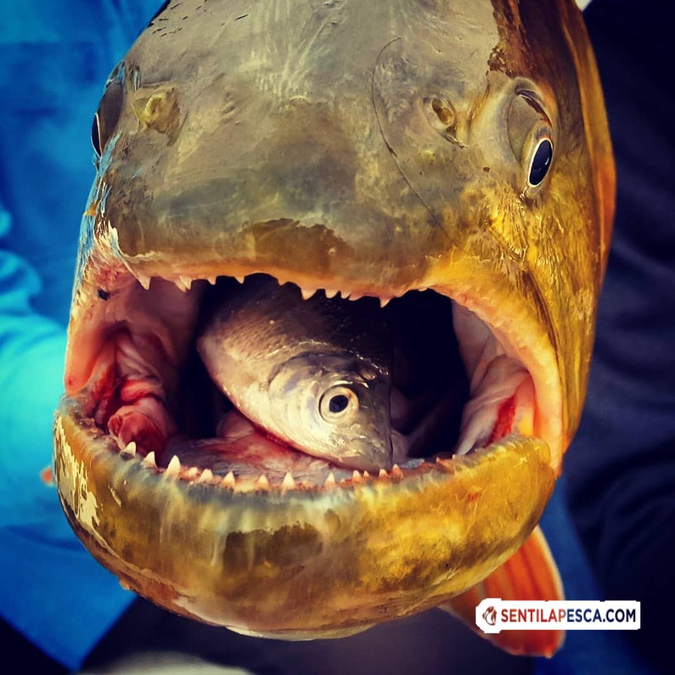 Sentilapesca's tweet photo. #BuenLunes amigos pescadores !! Te lo comiste todo #chinwenwencha By #juanpablocodina
.
#fastfood #dorado #golden #sabalito #comidarapida #cacería #sannicolas #sentilapesca #pescadeportiva https://t.co/VrXjIypIaW