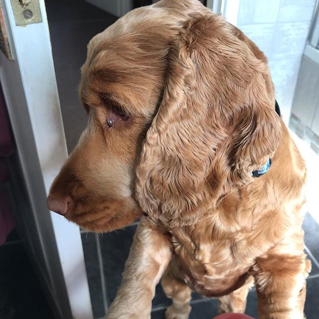 CookieSaysWoof's tweet photo. Mummy why is the bathroom mooing like a cow??... 😂 gotta love Google mini 😂😂 #cockerspaniel #cockerlovers #cockerdream #cockerspanielmoments #goldencocker #cockerspanielclub #google #heygoogle #windup #dog #doggy #dogsofinstagram #dogmemes https://t.co/7dHi0tnadI https://t.co/JCZakHpo6c