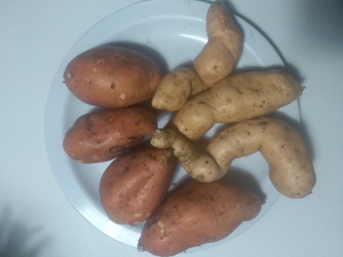 LesleyMacheka's tweet image. Harvested 2 varieties of #OFSP yday &amp;amp; made some #OFSP crisps. Next stage is checking on #vitaminA cont of e&apos; 2 varieties &amp;amp; of e&apos; crisps to establish e&apos; effect of processing on e&apos; vitamin A cont @Muzhingi_T @DelilahTee @CMutimaamba @ChigovaS @FManditsera @JMubaiww @HarvestPlusZim