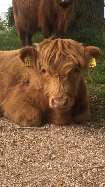 Reminder: morgen is de opening van de Maaskijer. U bent vanaf 16.30 van harte welkom bij Buitenplaats Brienenoord. P.S. De Schotse Hooglanders zijn ook weer te bewonderen!