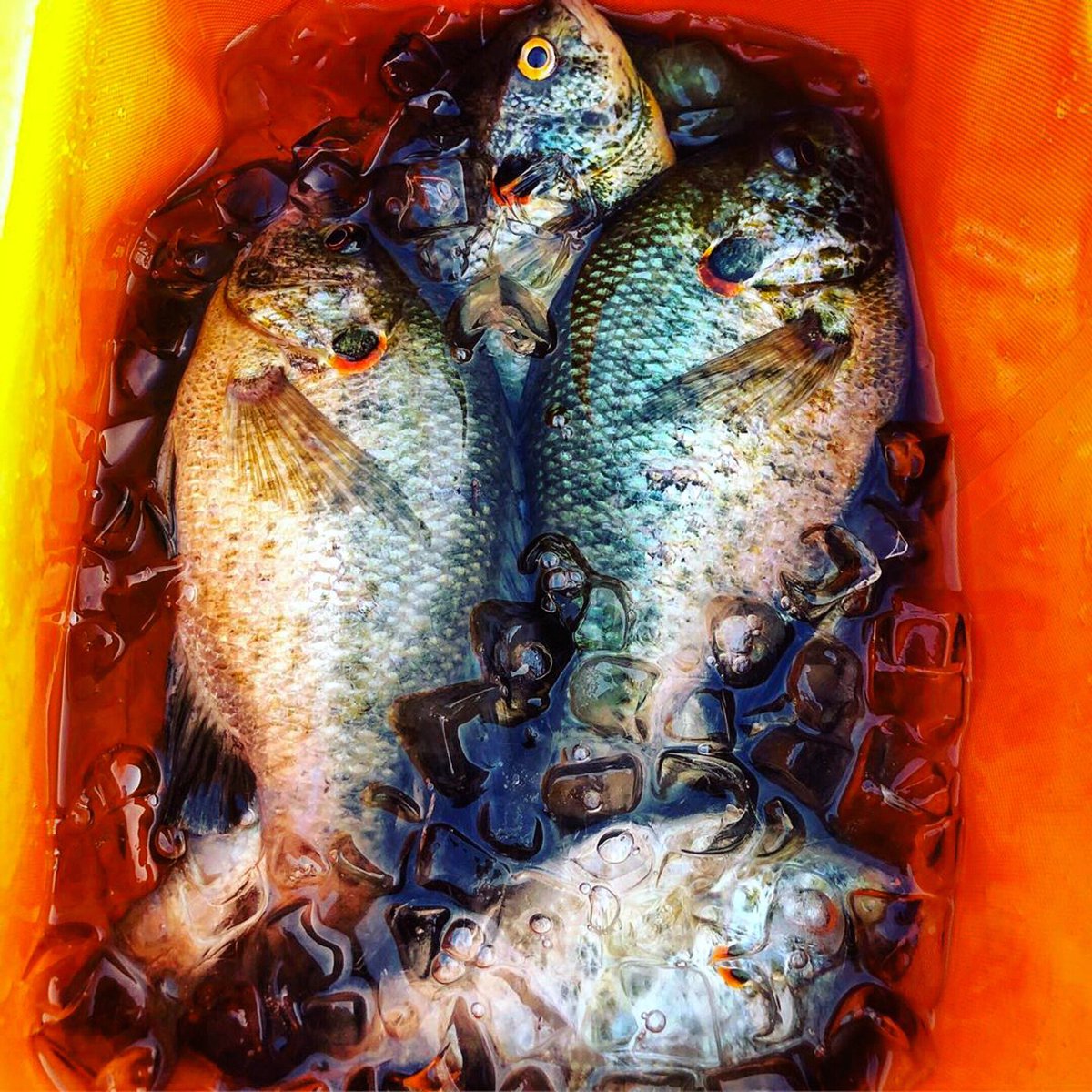 A <a href="/yeti/">Dustin Kimmel</a> full of redear. Life is good.#fishing #fishinglife #yeti #fishfry #jetboats #delicious #panfish #lakelife #boatlife #missouri