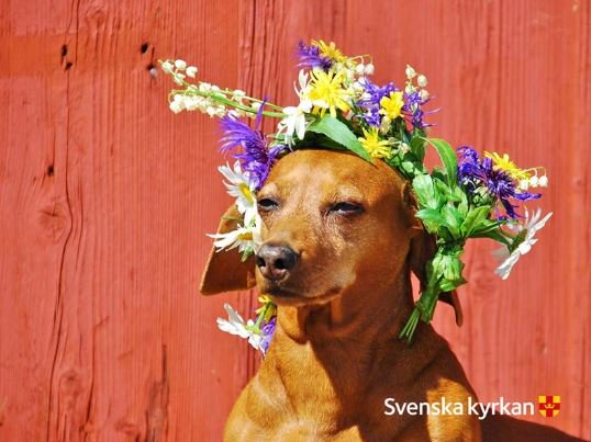 Glad nationaldag! Gud, tack för vårt vackra land och alla som bor här. Vi ber om tro, hopp och kärlek. Amen.