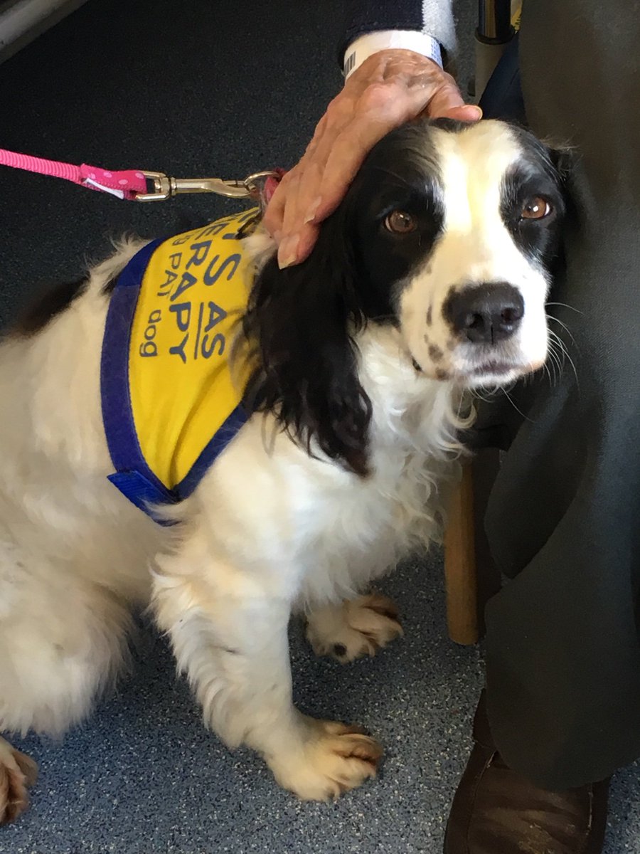 ElderlyCareHHFT's tweet photo. Fun morning meeting lots of wonderful volunteers at Andover Hospital.
Patient quote this morning ‘it’s so much fun when the volunteers come and see me as it’s so boring just sat by the bed space doing nothing’.
#VolunteersWeek2019 #patdog #dogsvolunteering #thememoryboxproject https://t.co/52WgtBQ6AV