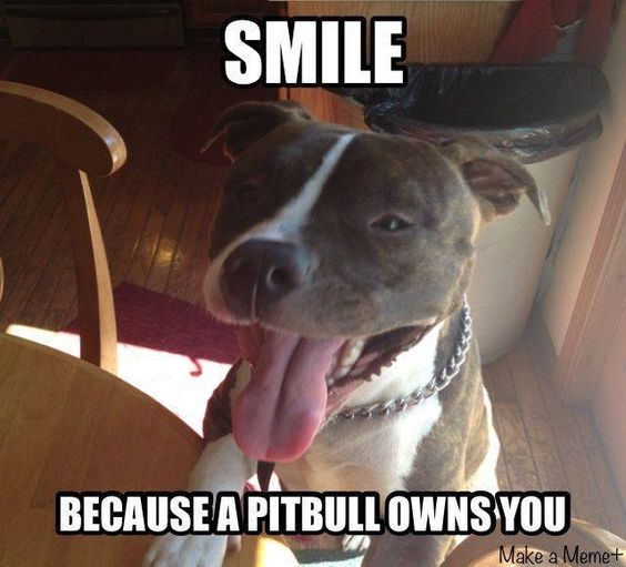 We call ourselves pit bull owners but we all know that is not a factual statement. Once they enter our lives we become theirs. We will do anything for them. Only the best of everything, food, toys you name it. When a pit bull owns you your life changes forever. Just smile &amp; enjoy
