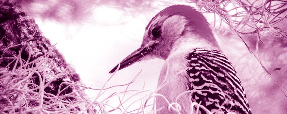 ayerviernes's tweet image. ¿Sabes para qué sirve el #TreeTesting? Con esta #HerramientaUX puedes comparar y validar el funcionamiento de los #MapasdeNavegación. Aprende más: ayerviernes.com/blog/herramien…

#diseñoux #uxdesign #usabilidad