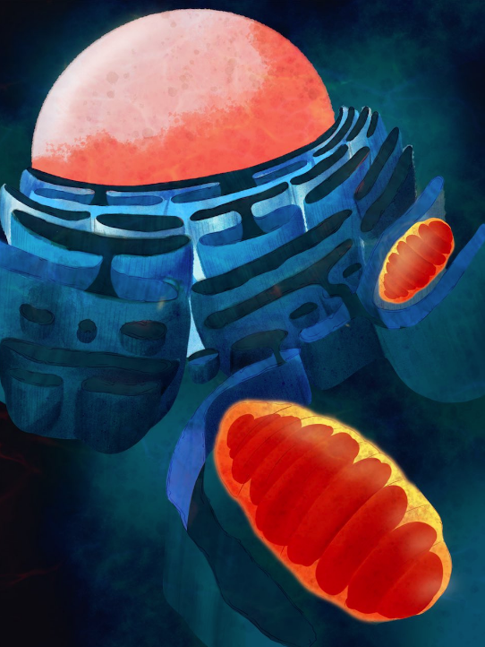 bioilustrador's tweet image. My first cover in Nature Cell Biology @NatureCellBio !!
&quot;IRE1α fine-tunes ER-mitochondrial contacts to regulate energy metabolism&quot;
An illustration for the lab of @HetzLab . Science &amp;amp; Art made in Chile 🇨🇱
Enjoy