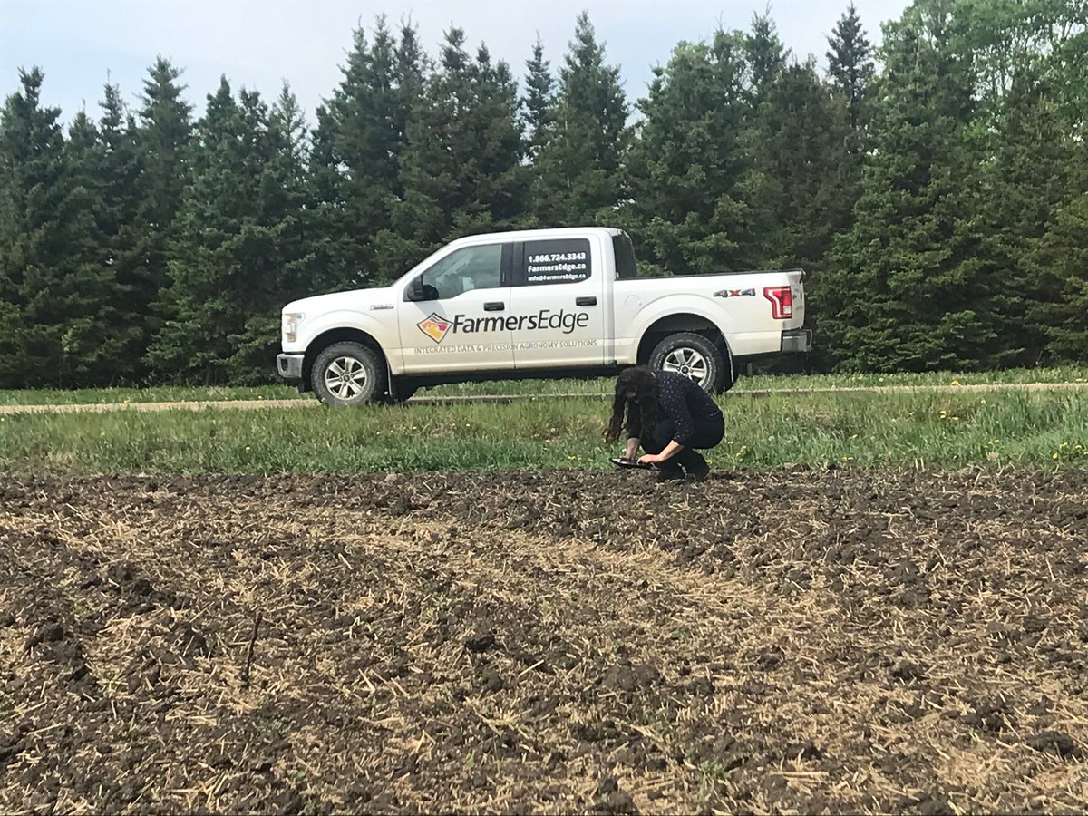 callie_luck's tweet photo. Out scouting for flea beetles. Anyone else been finding any? https://t.co/KZ1h1iyEbm