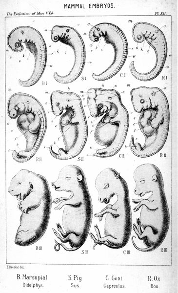 BahariElla's tweet photo. The evolutionary relationship between pigs and humans is supported by observations showing similar stages of prenatal (before birth) development in these organisms. These observations are most closely associated with the field of comparative embryology. #leregentsreview https://t.co/ME5s7s39Mc