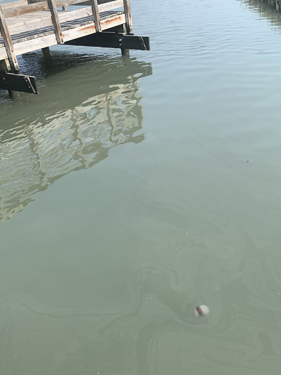 GelatinousSting's tweet photo. Looks like my @Ologies shirt brings me luck! First time I have seen cannonball jellies alive and happy!  #jellies #readyforthisjelly #ScientistsWhoSelfie https://t.co/Be3sKGmG4v