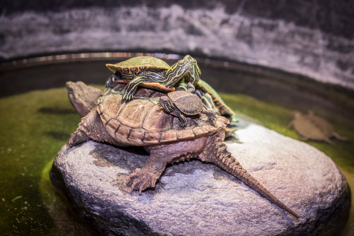 Gavins Point NFH tweet media