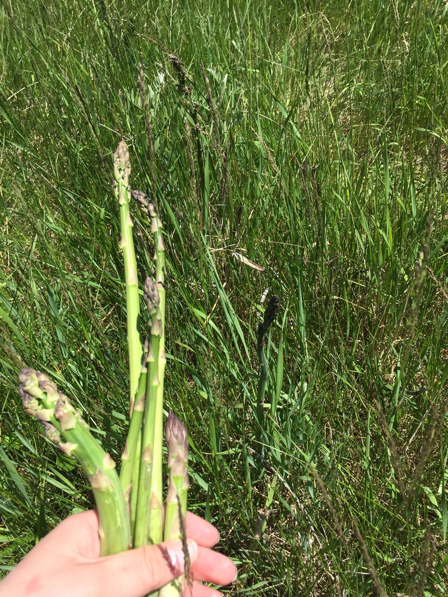 RMESinc's tweet image. Asparagus growing beside the shop. It’s what’s for dinner