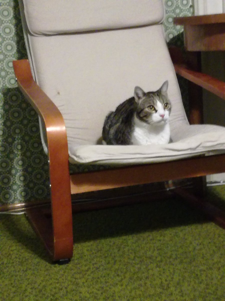 Bat_The_Cat's tweet photo. A bit of a blurry one for #Kittyloafmonday #Monday #CatsOfTwitter https://t.co/eRfPlArvz5