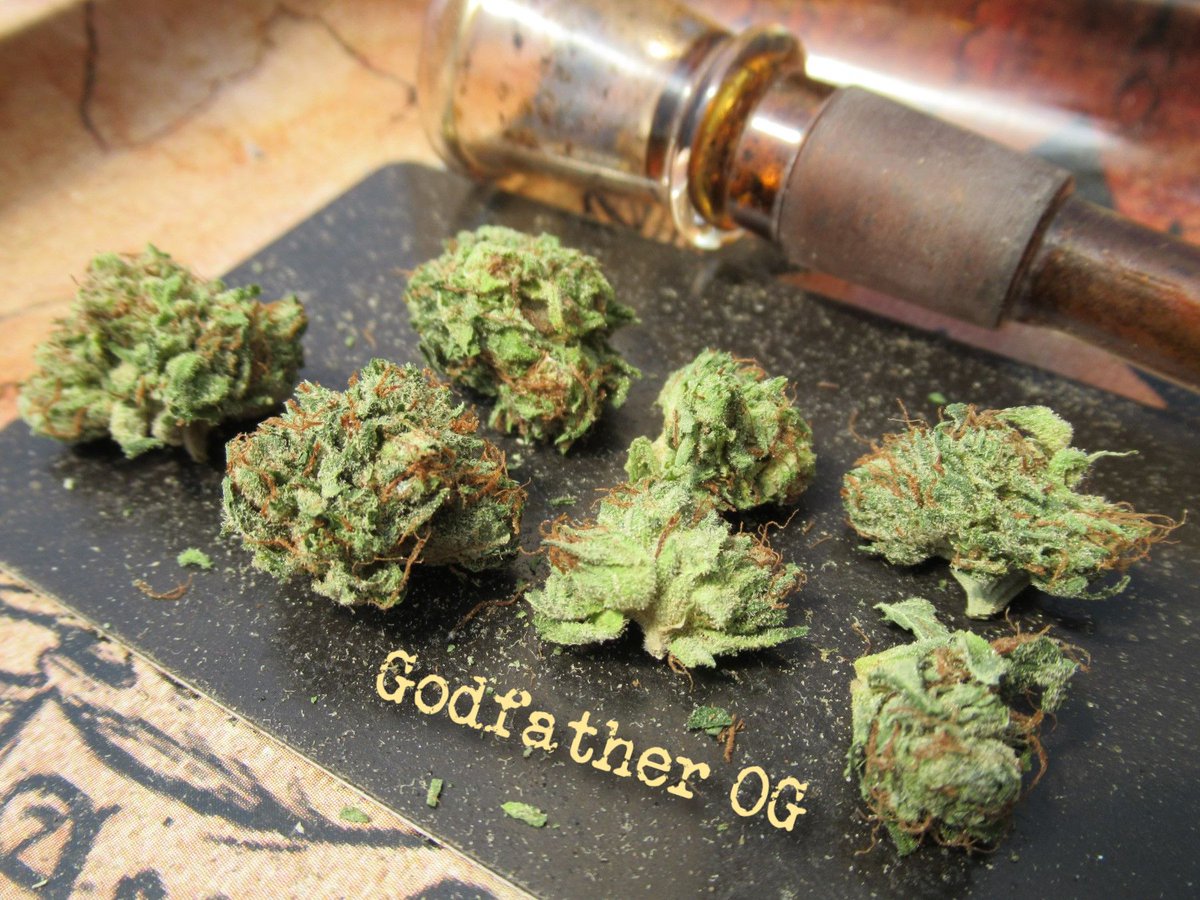 Disadvantages of cannabis Godfather OG plant feminized