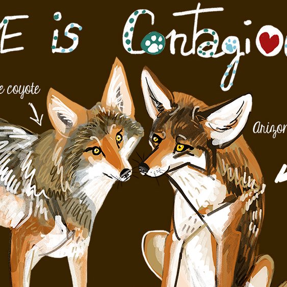 #wolvesoftheworld2019 challenge by @BeletteLepink
Day 7.- #coyote (Canis latrans) for the #wolflovers and #caninelovers
instagram.com/p/ByNFcO8FVXp/