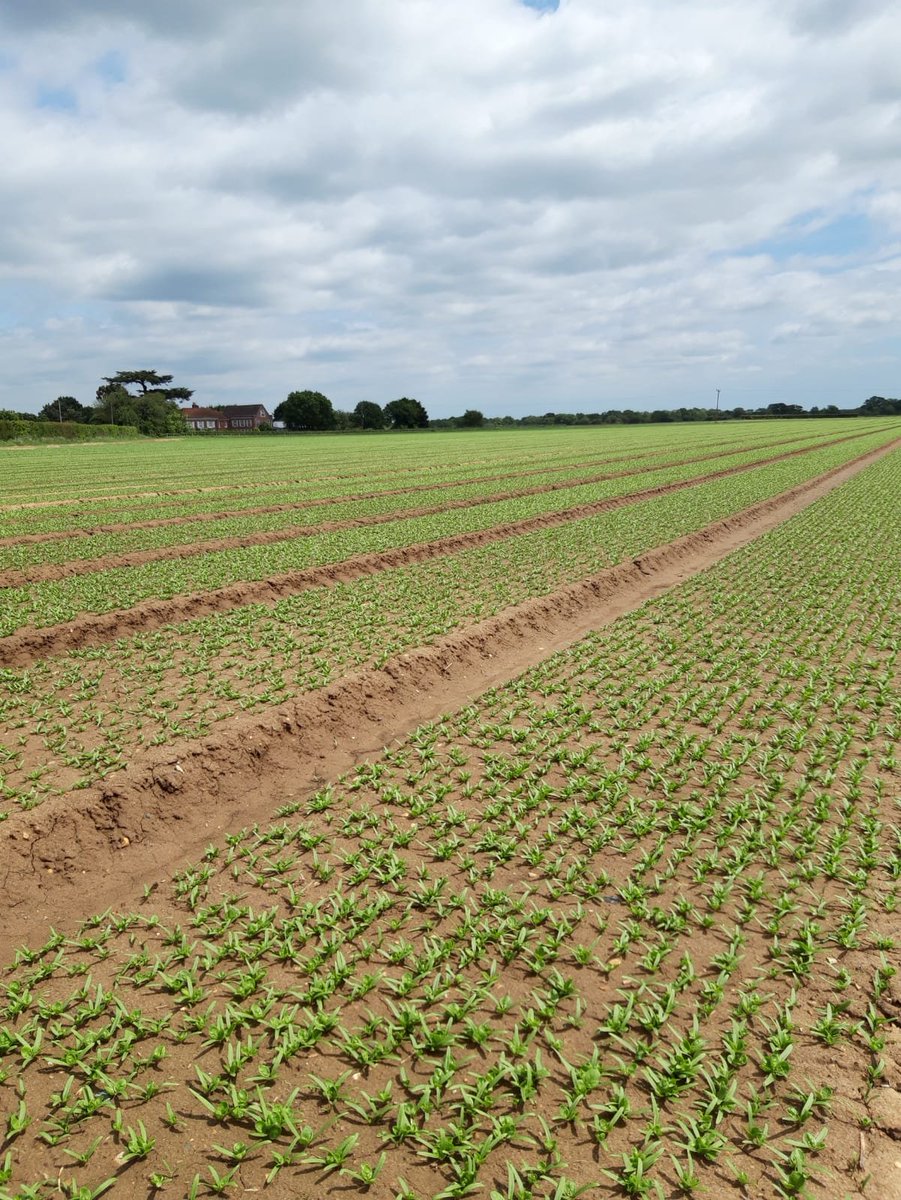 agrialfpwigan's tweet photo. What a difference 10 Days makes!!!

These two images of #spinach taken at #agrialfreshfarms were taken only 10 days apart!! #salad #Vegan #freshandproud https://t.co/wiOaiahhg2