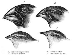 FLHS_cbrand's tweet image. The finches that Darwin found had various adaptations. This is the result of geographic isolation because of their varying habitats. #leregentsreview #geographicisolation