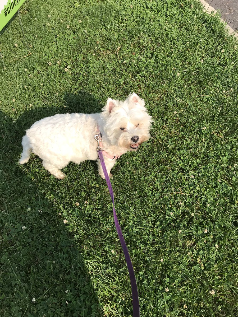 MarketplexPR's tweet image. Today is Ethel’s 18th Birthday she is the oldest patient at the Mt Lookout Animal clinic