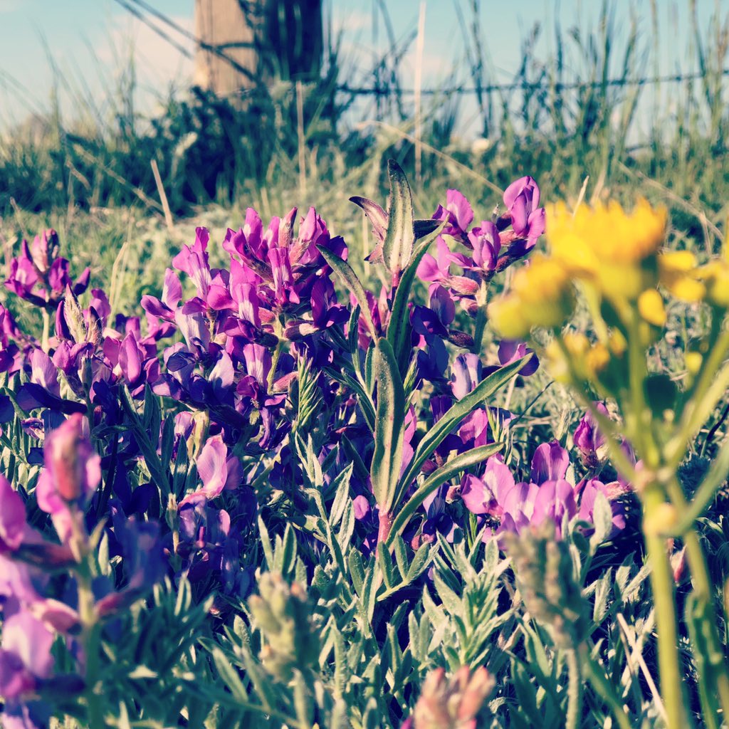 Gift from the Eastern Plains 
.
.
.
#hoofbeatstheatre #coloradoflowers #easternplains #wildflowers #naturescolors #mondaymorning #colorado