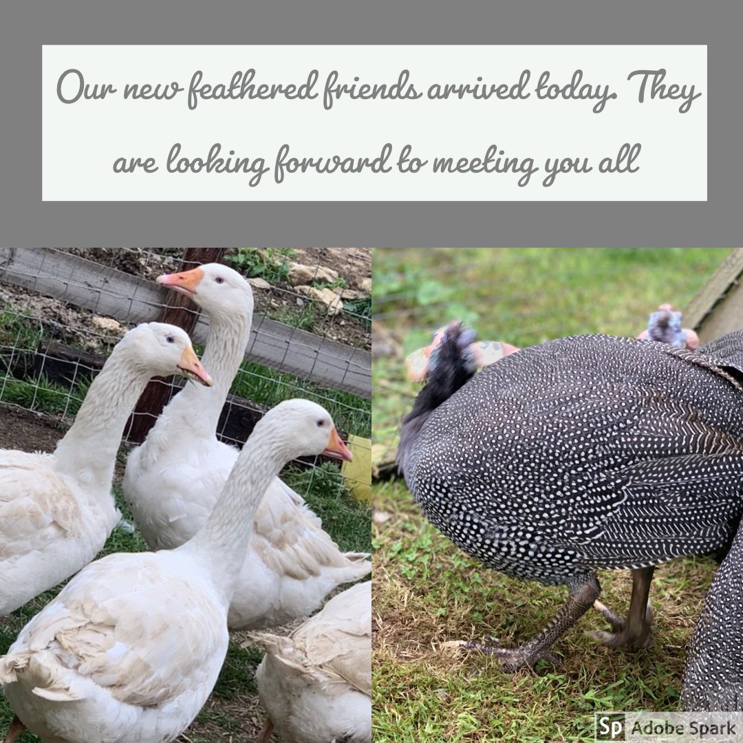Palette and Pasture (@palette_pasture) on Twitter photo New feathered friends arrived this morning at the ice cream parlour #farmpets #featheryfriends New feathered friends arrived this morning at the ice cream parlour #farmpets #featheryfriends