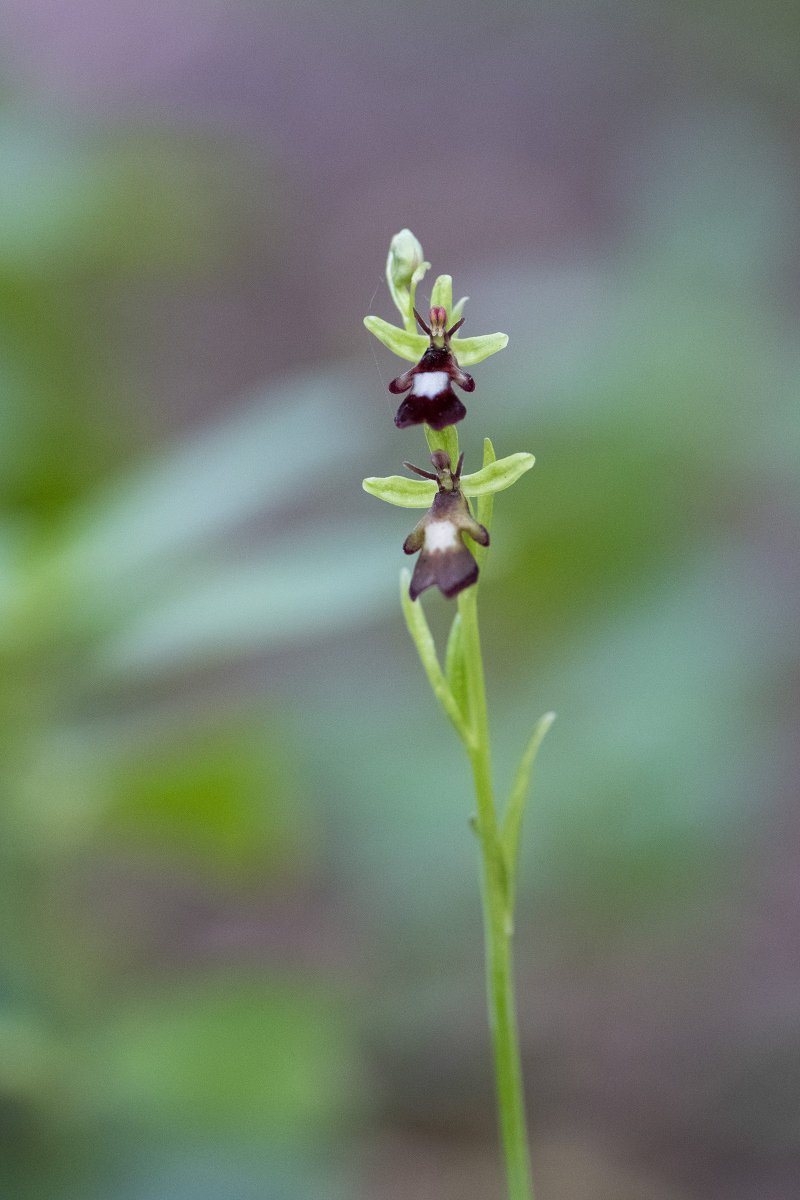 richie_irwin's tweet photo. A Fly Orchid in Chappetts Copse, and a Narrow Leaved Helleborine up Selbourne Common @ukorchids #orchids #hampshire #selbourne #ukorchids https://t.co/hCtoB6V99K
