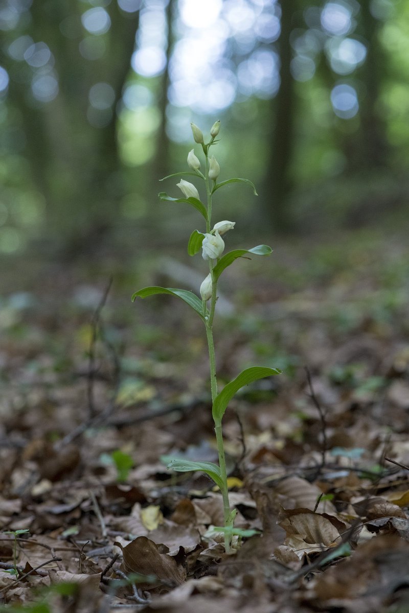 richie_irwin's tweet photo. A Fly Orchid in Chappetts Copse, and a Narrow Leaved Helleborine up Selbourne Common @ukorchids #orchids #hampshire #selbourne #ukorchids https://t.co/hCtoB6V99K