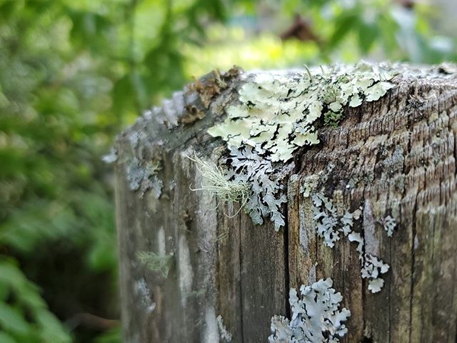 Seriiiously's tweet photo. Entire tiny worlds hidden away on a single fence post...Β ππΏΒ #seripixelbiologist #pixelbiologist #seriiiously #leafyforest #northcarolina #mountainsofmay #blueridgemountains https://t.co/o84vfeEldj https://t.co/slRn1el7Go
