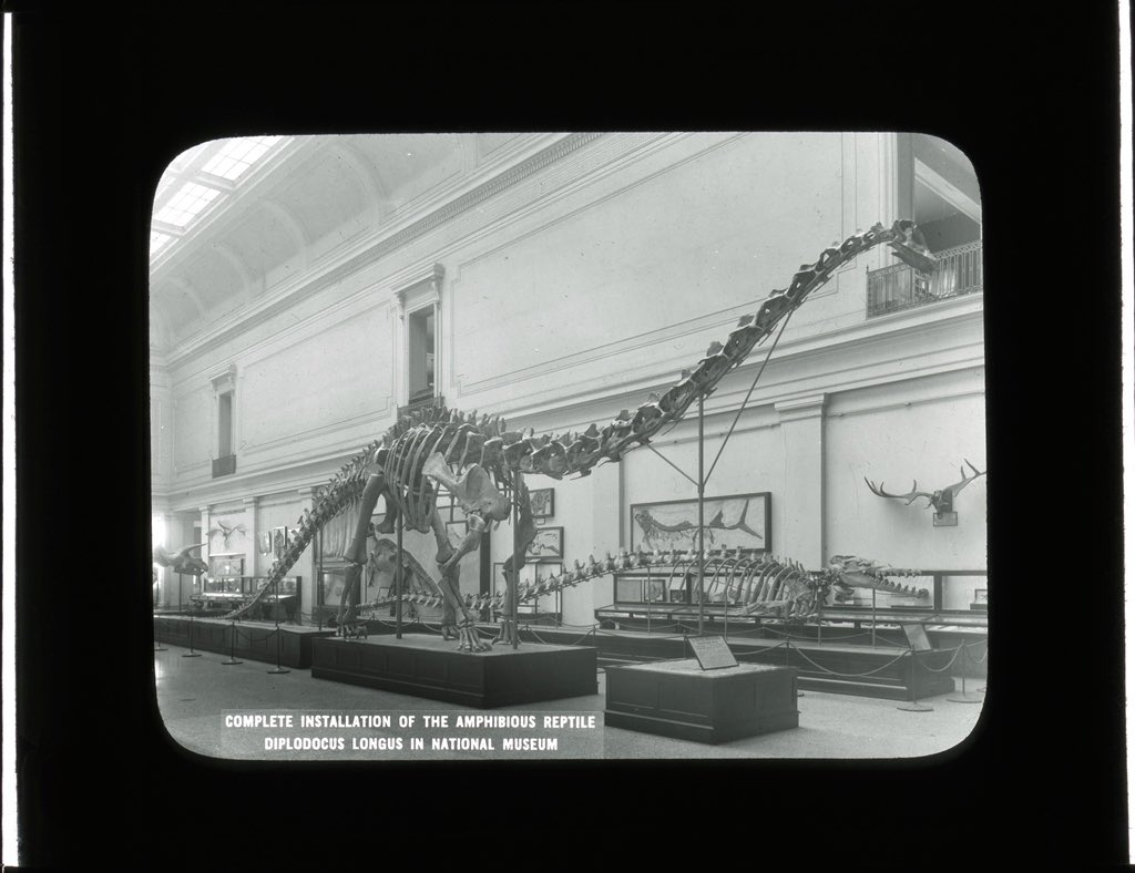 smithsonian's tweet photo. No other land animals have ever grown as big as long-necked sauropod dinosaurs. It took four people working full time almost two years to assemble @NMNH‘s original Diplodocus specimen, which first went on display in 1931. It’s 87 feet long! #DeepTime https://t.co/JgjRgdLlIv
