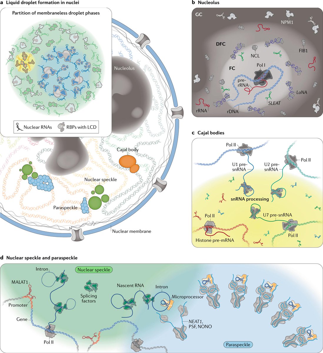 Chromatin-associated RNAs as facilitators of functional genomic interactions go.nature.com/3182fWH #Review by Xiao Li &amp; Xiang-Dong Fu