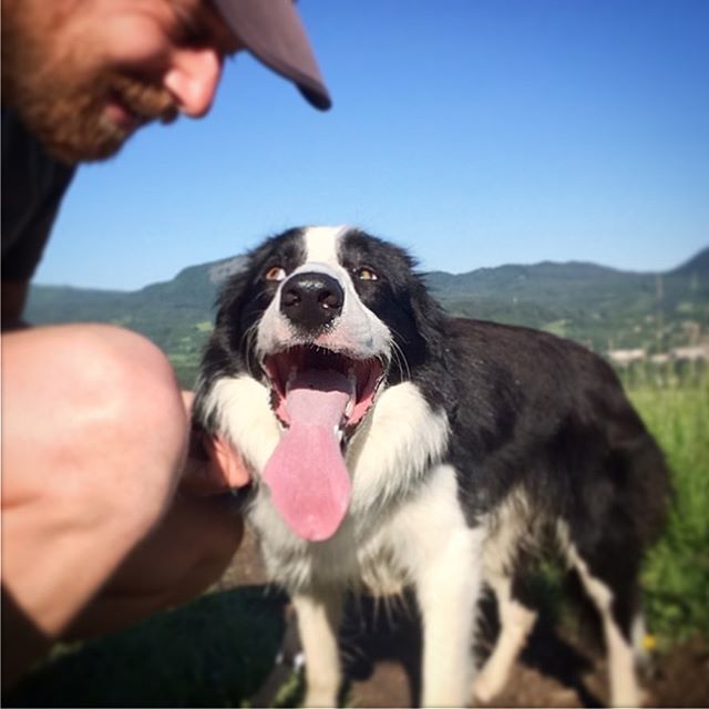 tomasgriger's tweet photo. Tired collie is a happy collie #bordercollie #runwithmydog #happydog #morningrun https://t.co/YoJKF0Vpcc https://t.co/FCJXgxcxxG