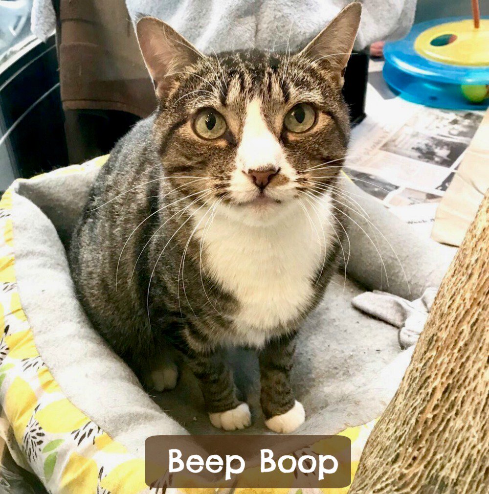 Cute white-chested tabby named Beep Boop