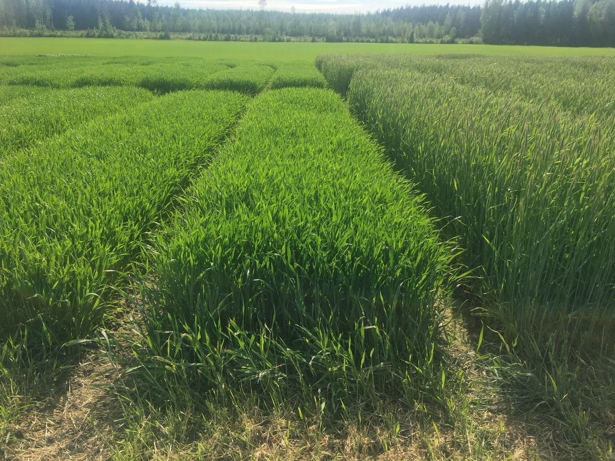 #ruisvehnä kasvaa komeana Lantmännen Agro koetilalla Hauholla. Tämän viljelyä sikojen ruokintaan tutkimme HK Scan kanssa.