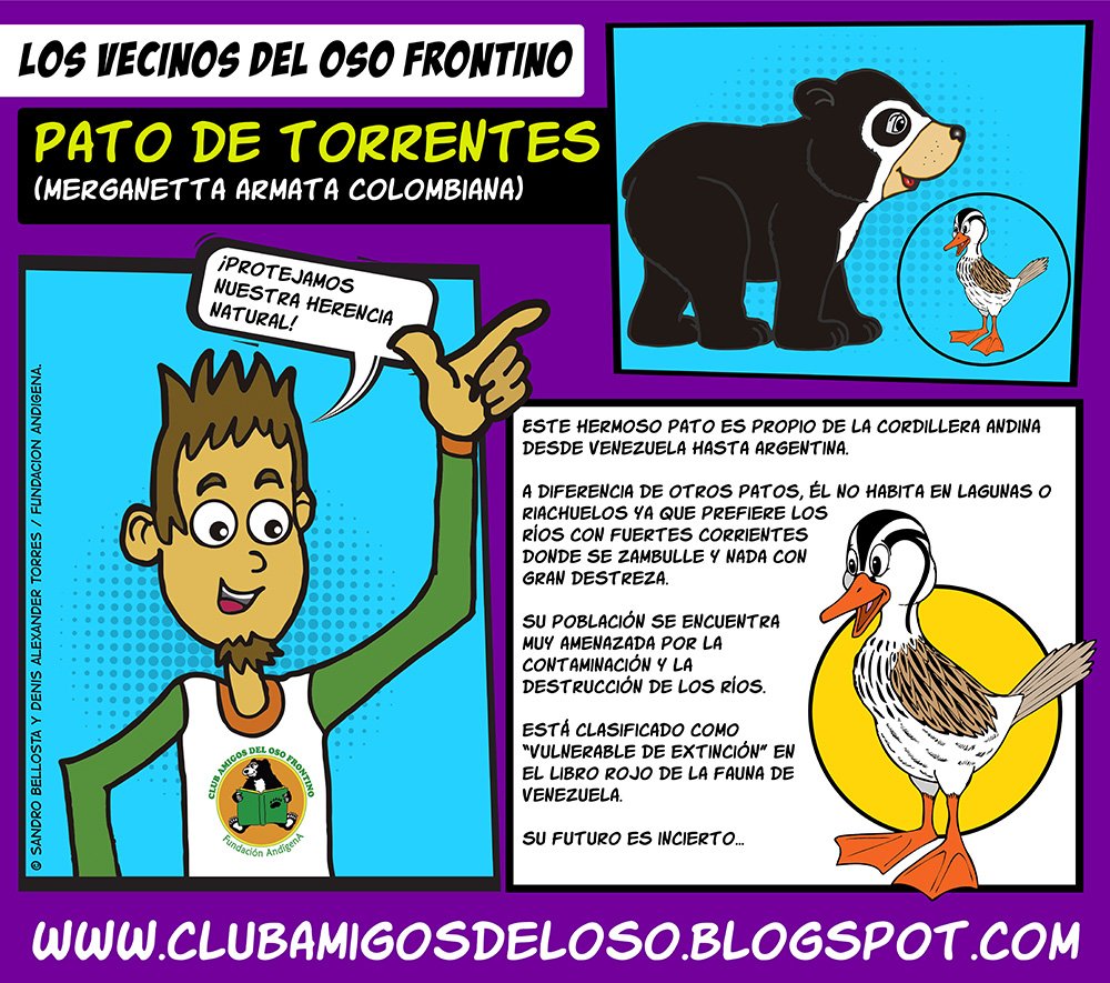 visiontorres2's tweet photo. Junto al ilustrador Sandro Bellosta he desarrollado una serie de materiales gráficos en apoyo a las actividades educativas del Club Amigos del Oso Frontino en Venezuela. Aquí les comparto la segunda colaboración.
#patodetorrentes #venezuela #osofrontino #fundacionandigena https://t.co/9bsk3SGikp