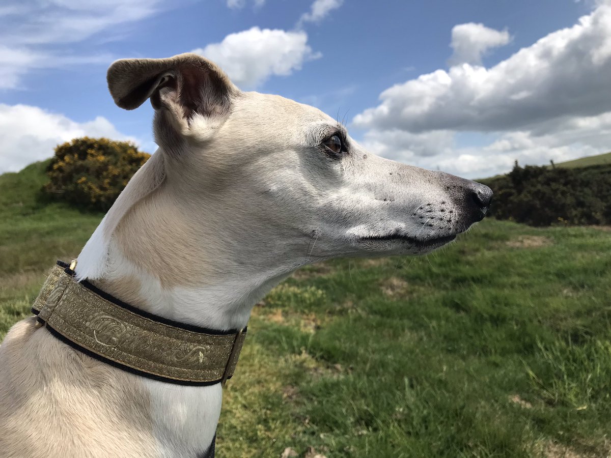 Poser ❤️❤️❤️#lovemywhippet #whippetsoftwitter  #photogenic  #artistsmuse