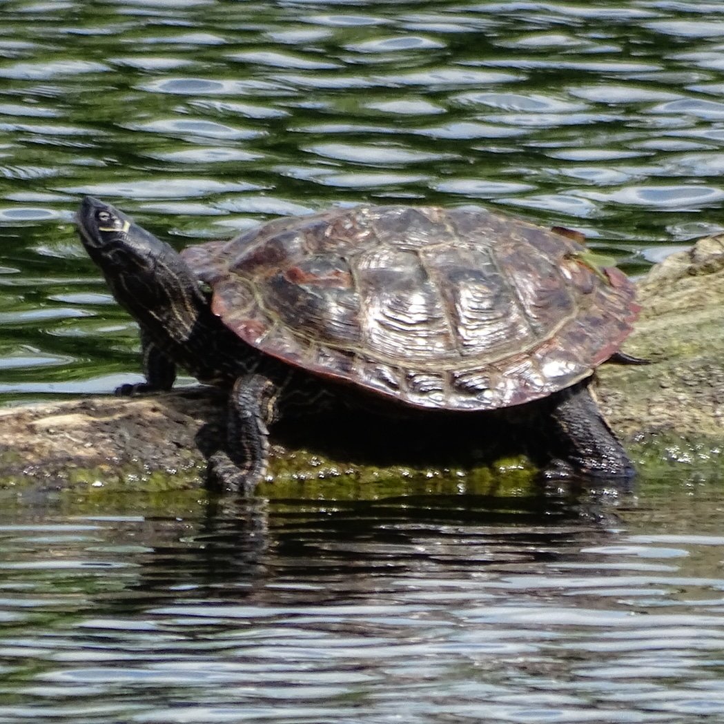 #terapin #sunbathing #onthelake #kilnwickpercyhall #pocklington #yorkshirewolds #eastyorkshire #eastridingofyorkshire #june #sunshine