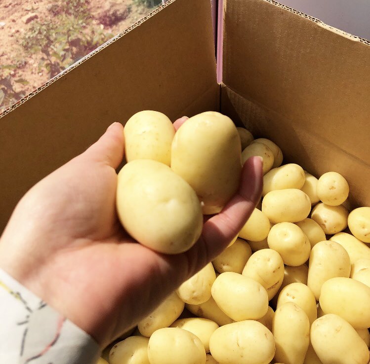HumdingerProd's tweet photo. We need to pop our shades ๐ on for these #NewSeasonMarisPeer #Humdingers, phoarrrr ๐คคKeep up the cracking growing @CapelStAndrewFm https://t.co/eECPryemGB