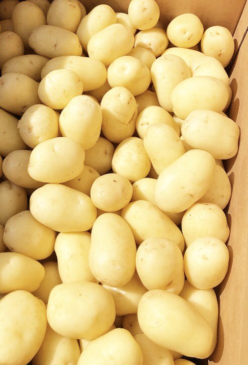 HumdingerProd's tweet photo. We need to pop our shades ๐ on for these #NewSeasonMarisPeer #Humdingers, phoarrrr ๐คคKeep up the cracking growing @CapelStAndrewFm https://t.co/eECPryemGB