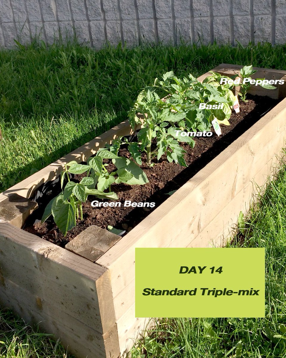 2 weeks and the difference is really starting to show!
#anaerobicdigestion #greenliving #planetbiogas #raisedbedgardening
