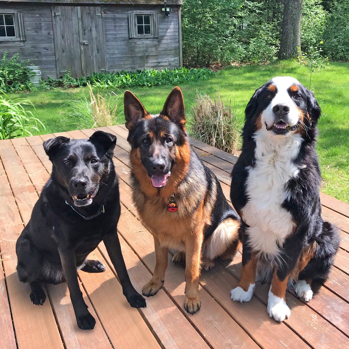 Happy Monday from this crew! #monday #dogs #puppy #bernesemountaindog #GermanShepherd #rescuedog